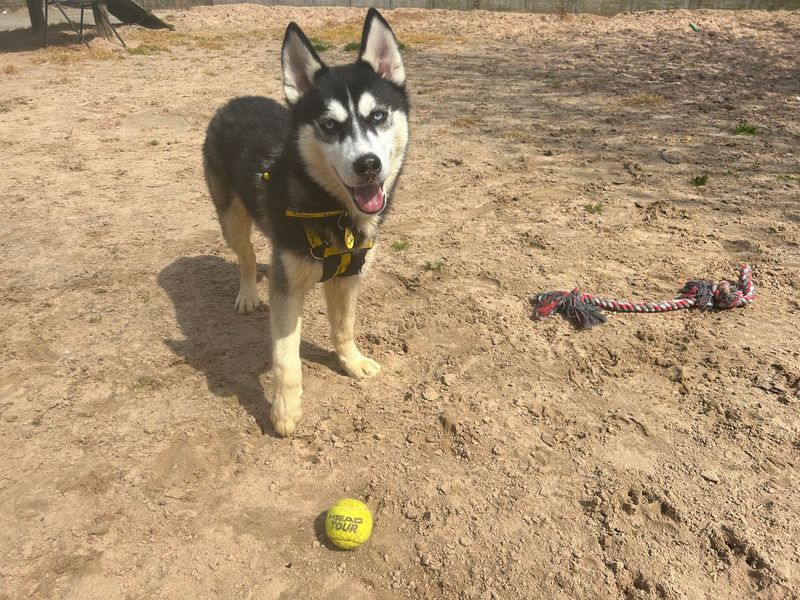 Siberian Husky for adoption in Wymeswold, Leicestershire – 2 years old - Image 3 of 5
