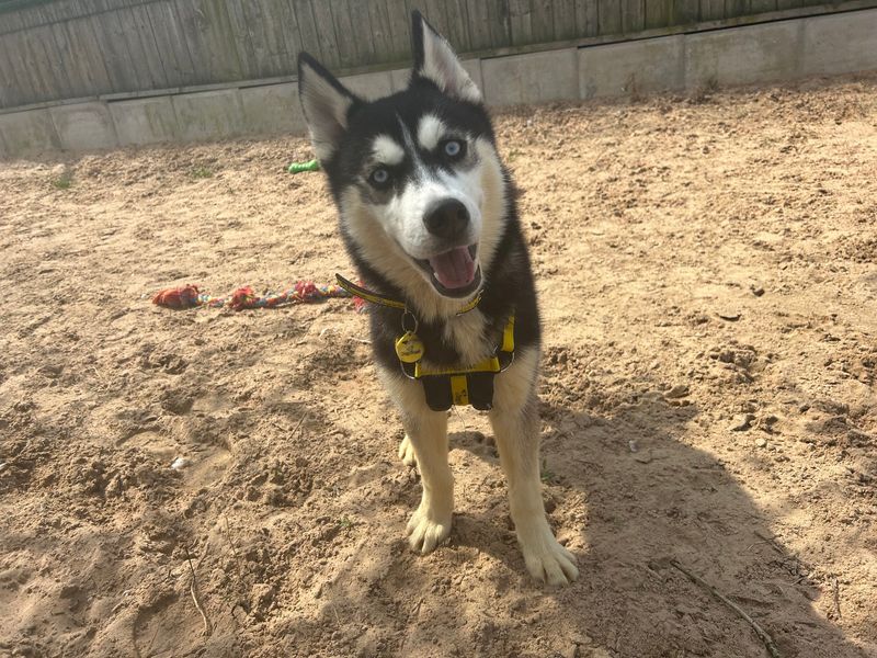 Siberian Husky for adoption in Wymeswold, Leicestershire – 2 years old - Image 1 of 5