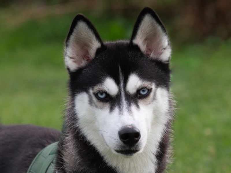 Siberian Husky for adoption in Wymeswold, Leicestershire – 2 years old - Image 4 of 5