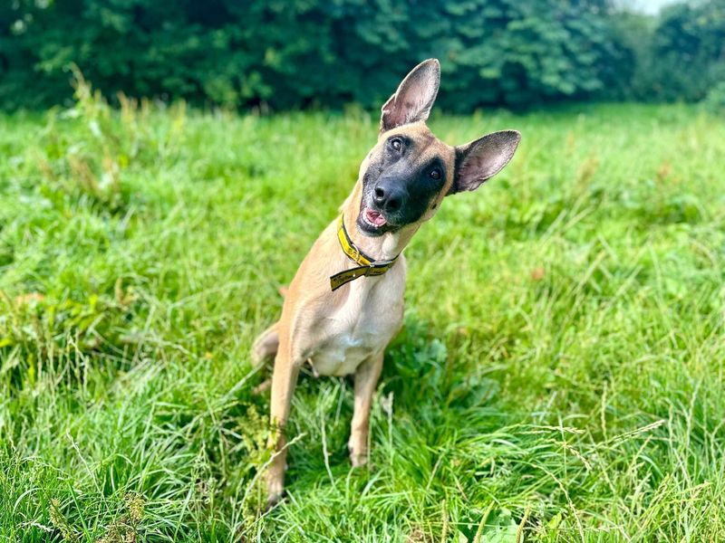 Mila | Crossbreed | Bridgend (Wales) - 1
