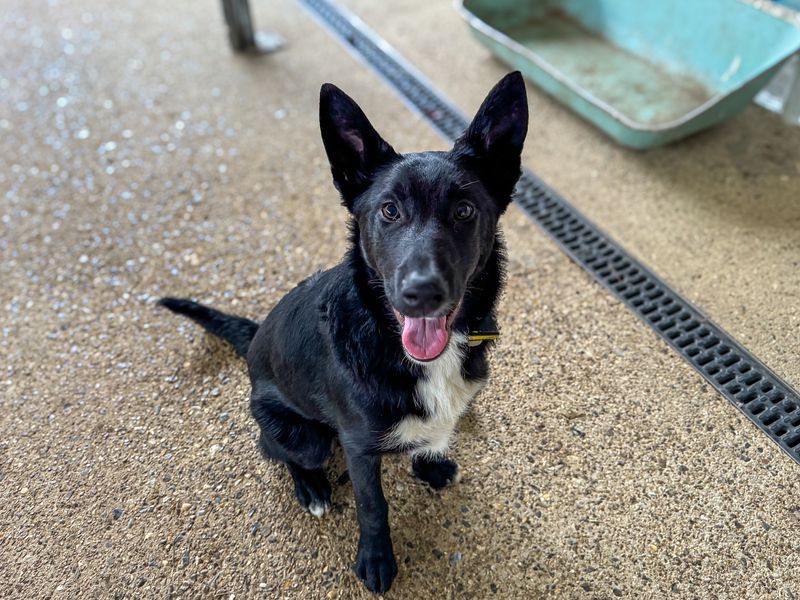 German Shepherd for adoption in Snetterton, Norfolk – 2 years old - Image 2 of 4