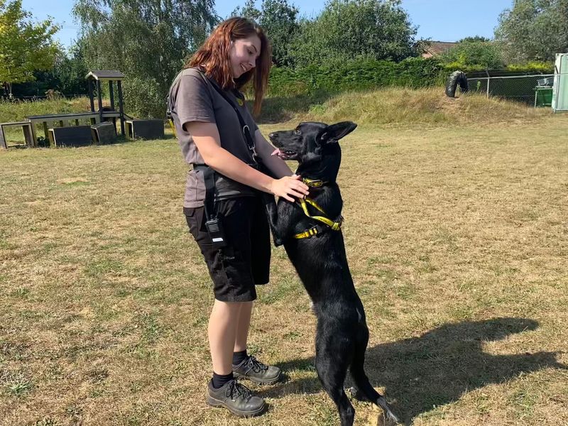 German Shepherd for adoption in Snetterton, Norfolk – 2 years old - Image 4 of 4