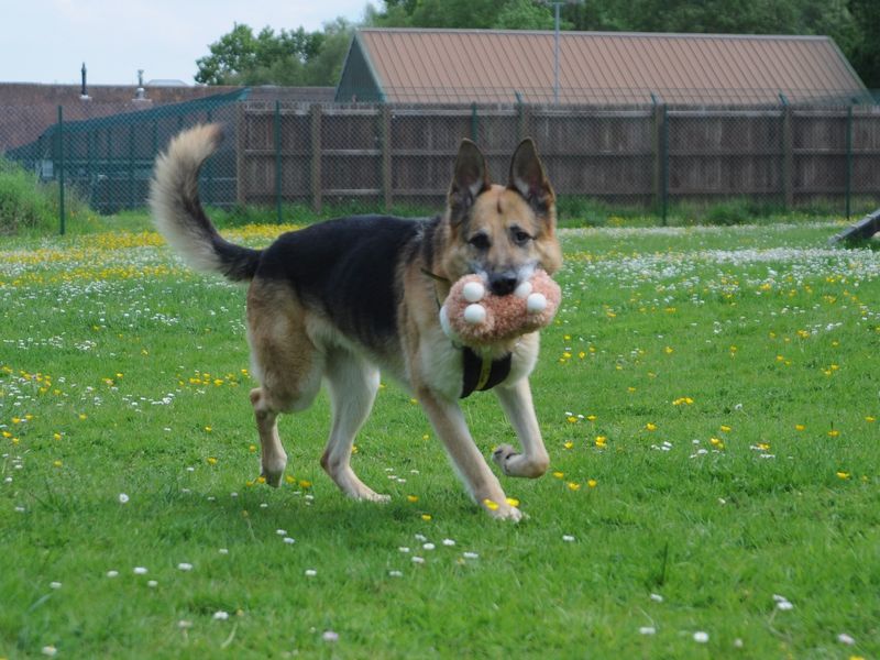 German Shepherd for adoption in Chestfield, Kent – 10 years old - Image 2 of 7
