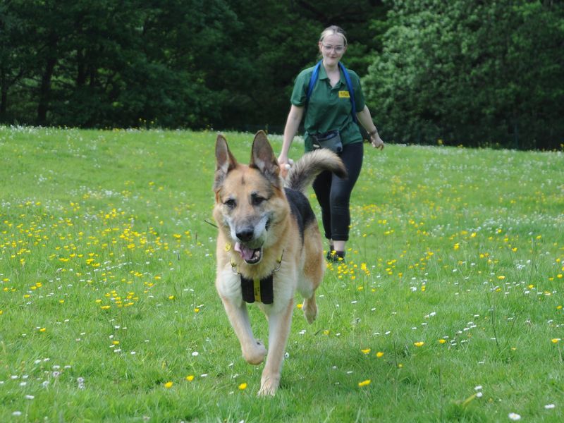 German Shepherd for adoption in Chestfield, Kent – 10 years old - Image 3 of 7