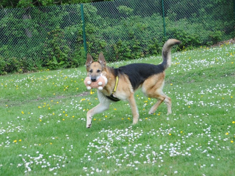 German Shepherd for adoption in Chestfield, Kent – 10 years old - Image 6 of 7