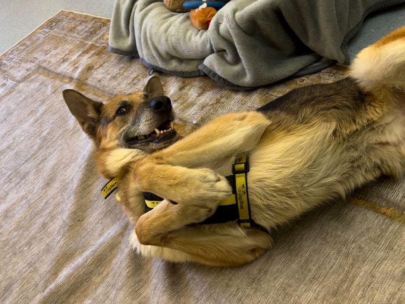 German Shepherd for adoption in Chestfield, Kent – 10 years old - Image 7 of 7