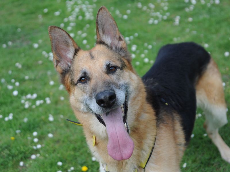 German Shepherd for adoption in Chestfield, Kent – 10 years old - Image 4 of 7