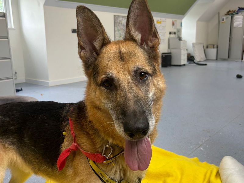 German Shepherd for adoption in Chestfield, Kent – 10 years old - Image 5 of 7