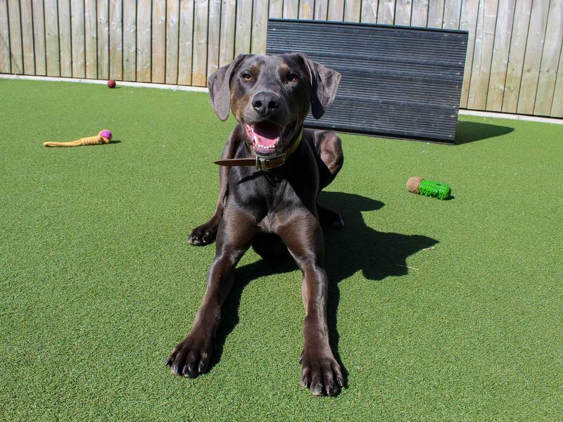 Norman - Image 2 of 5