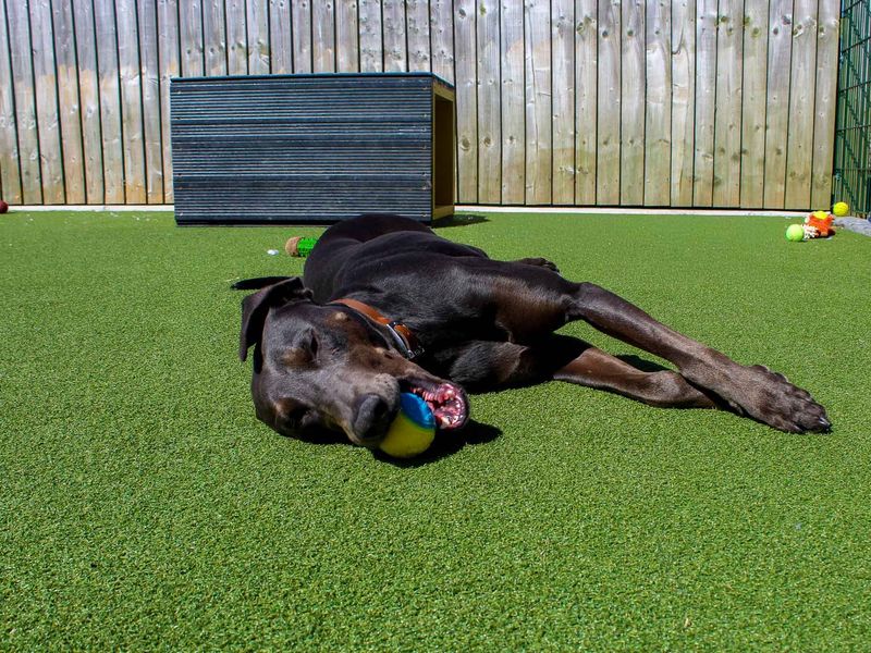 Norman - Image 4 of 5