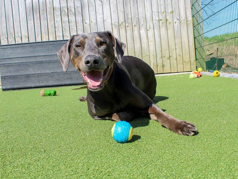 Norman - Image 5 of 5