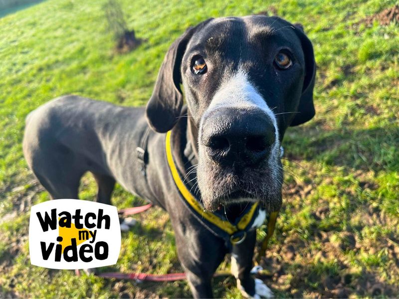 Muffin | Great Dane | Salisbury (Wiltshire) - 1