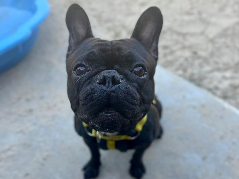 French Bulldog for adoption in Chestfield, Kent – 2 years old