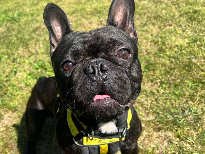 French Bulldog for adoption in Chestfield, Kent – 2 years old - Image 5 of 6