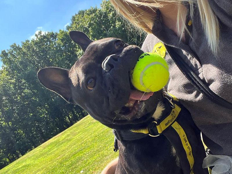 French Bulldog for adoption in Chestfield, Kent – 2 years old - Image 4 of 6