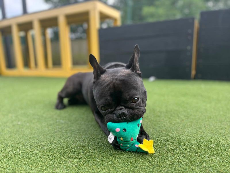 French Bulldog for adoption in Chestfield, Kent – 2 years old - Image 6 of 6
