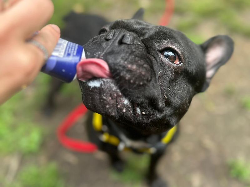 French Bulldog for adoption in Chestfield, Kent – 2 years old - Image 3 of 6