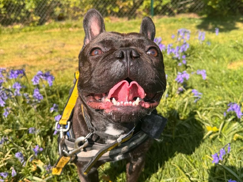 Odin | French Bulldog | Canterbury - 1