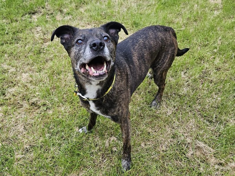 Staffordshire Bull Terrier for adoption in West Calder, West Lothian – 15 years old - Image 6 of 7