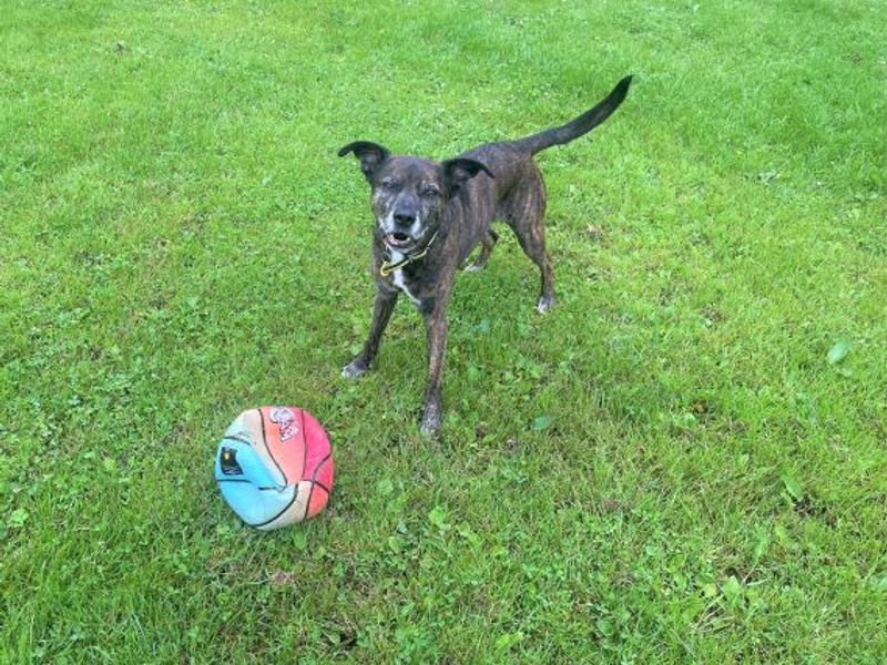 Staffordshire Bull Terrier for adoption in West Calder, West Lothian – 15 years old - Image 7 of 7