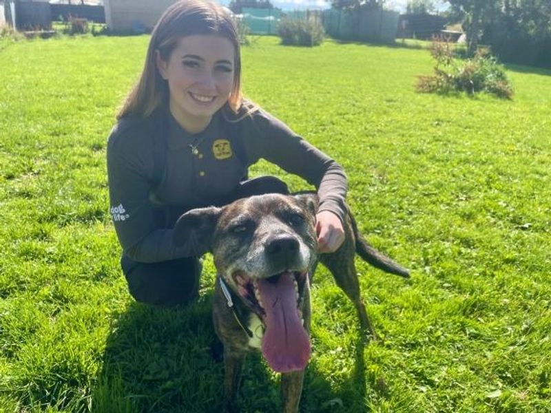 Staffordshire Bull Terrier for adoption in West Calder, West Lothian – 15 years old - Image 2 of 7