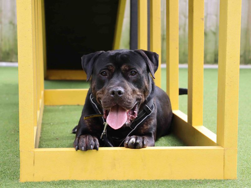 undefined | Mastiff Cross | undefined - 8