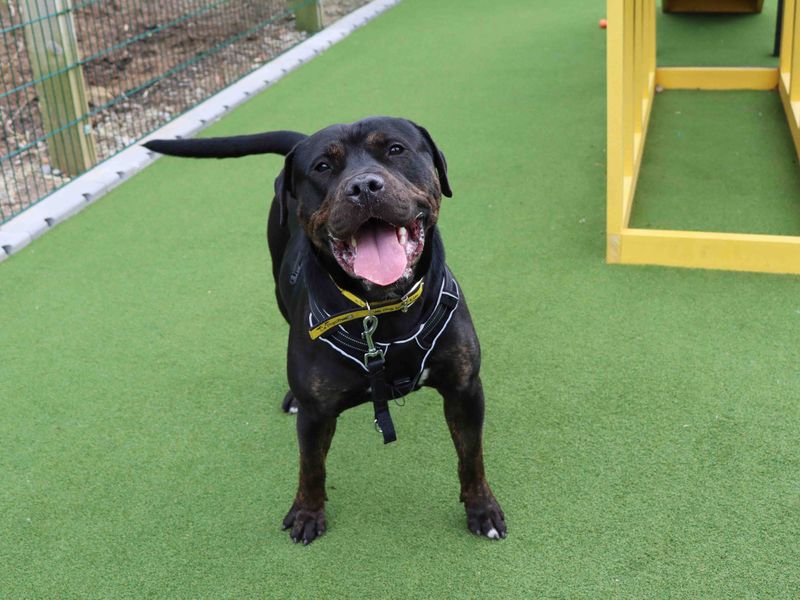 Mastiff for adoption in Sadberge, Durham – 3 years old - Image 3 of 6