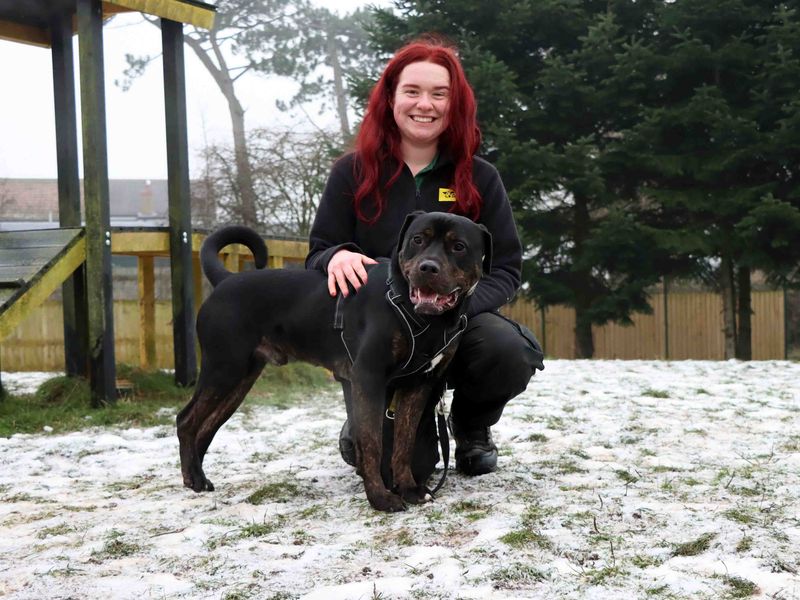 Mastiff for adoption in Sadberge, Durham – 3 years old - Image 2 of 6