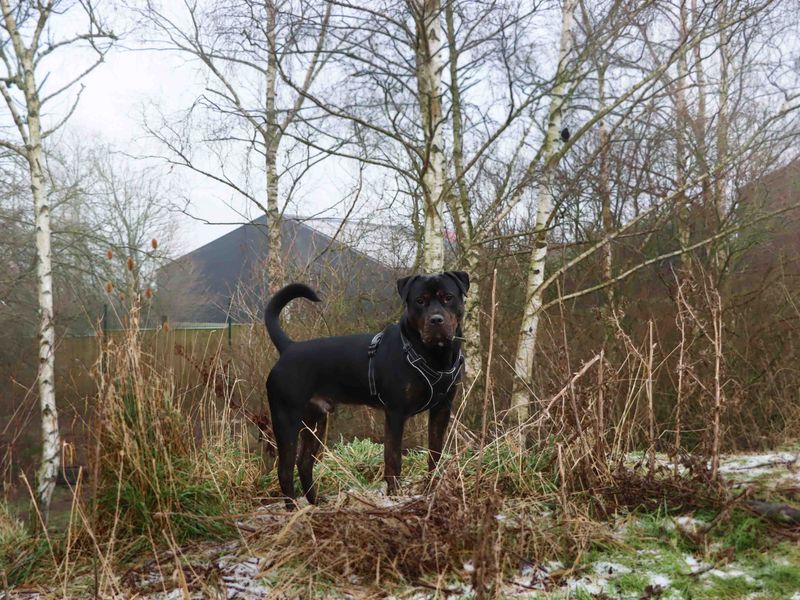 Mastiff for adoption in Sadberge, Durham – 3 years old - Image 5 of 6