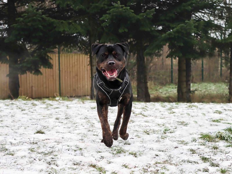 Mastiff for adoption in Sadberge, Durham – 3 years old - Image 4 of 6