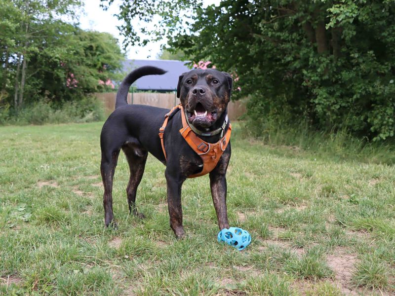 undefined | Mastiff Cross | undefined - 5
