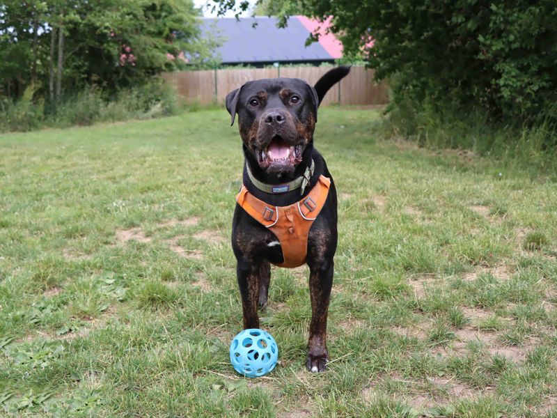 Tank | Mastiff Cross | Darlington - 1