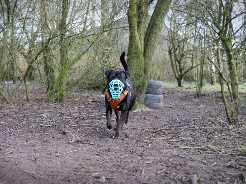 undefined | Mastiff Cross | undefined - 6