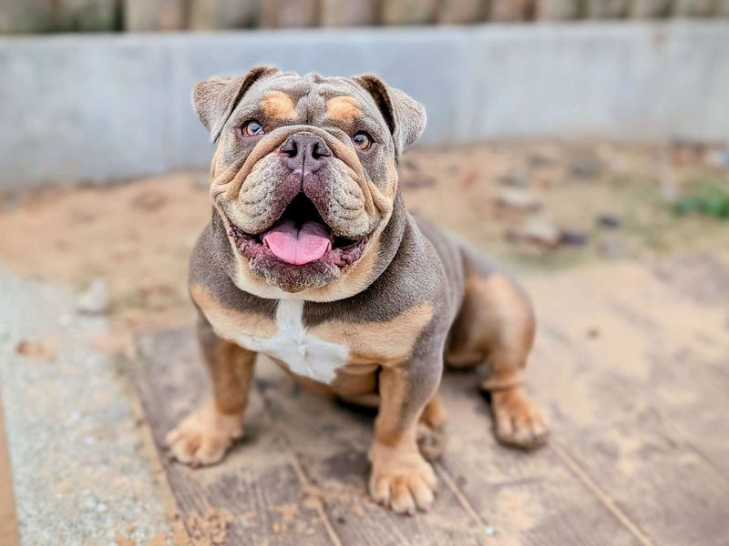 English Bulldog for adoption in Cardiff, Glamorgan – 1 year old - Image 4 of 7