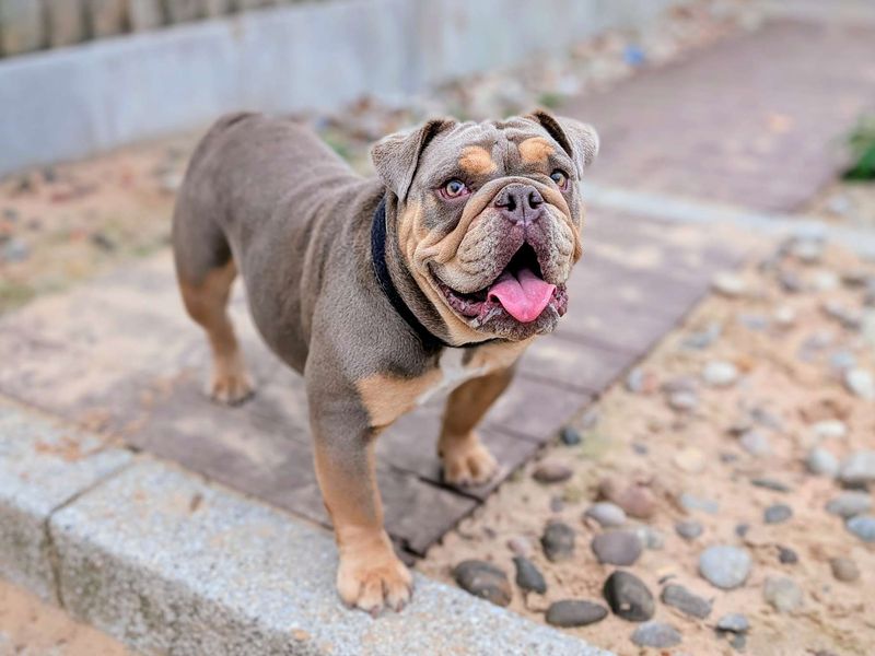 Nelly | Bulldog | Cardiff - 1