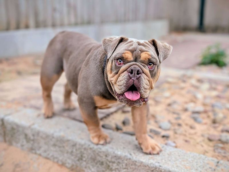 English Bulldog for adoption in Cardiff, Glamorgan – 1 year old - Image 6 of 7