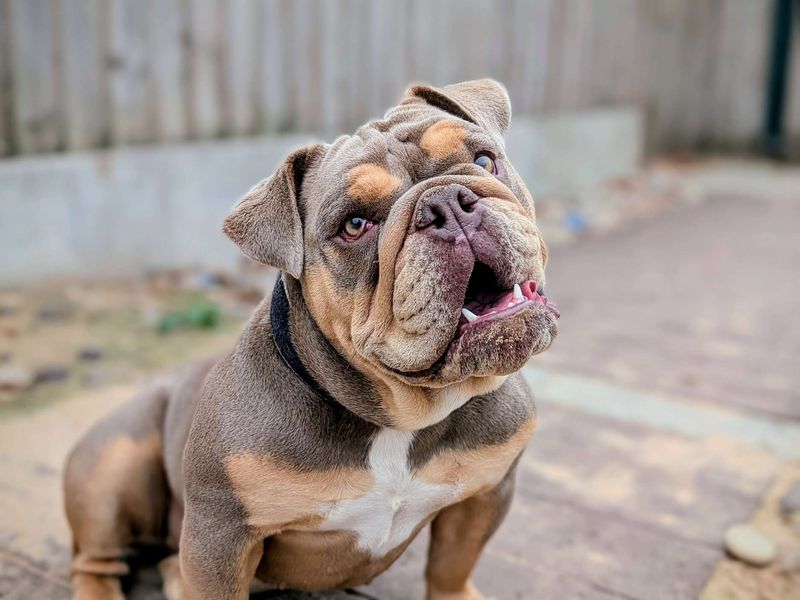 English Bulldog for adoption in Cardiff, Glamorgan – 1 year old - Image 2 of 7