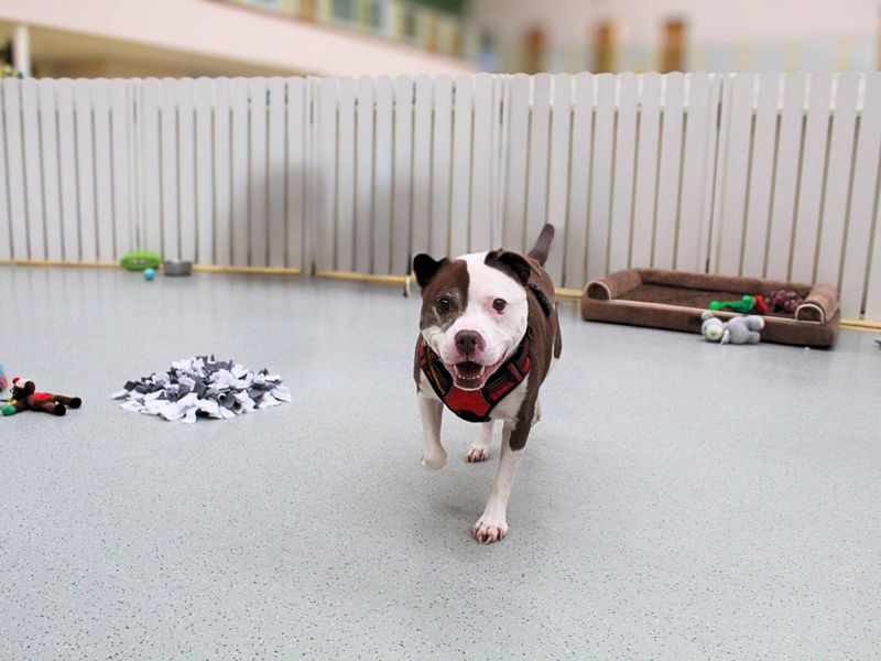 Staffordshire Bull Terrier for adoption in Manchester, Greater Manchester – 11 years old - Image 5 of 5