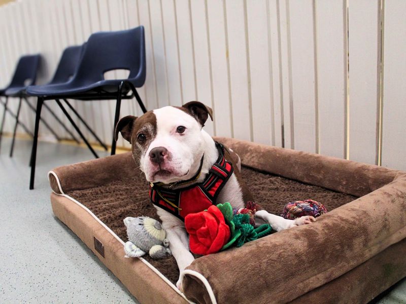 Staffordshire Bull Terrier for adoption in Manchester, Greater Manchester – 11 years old