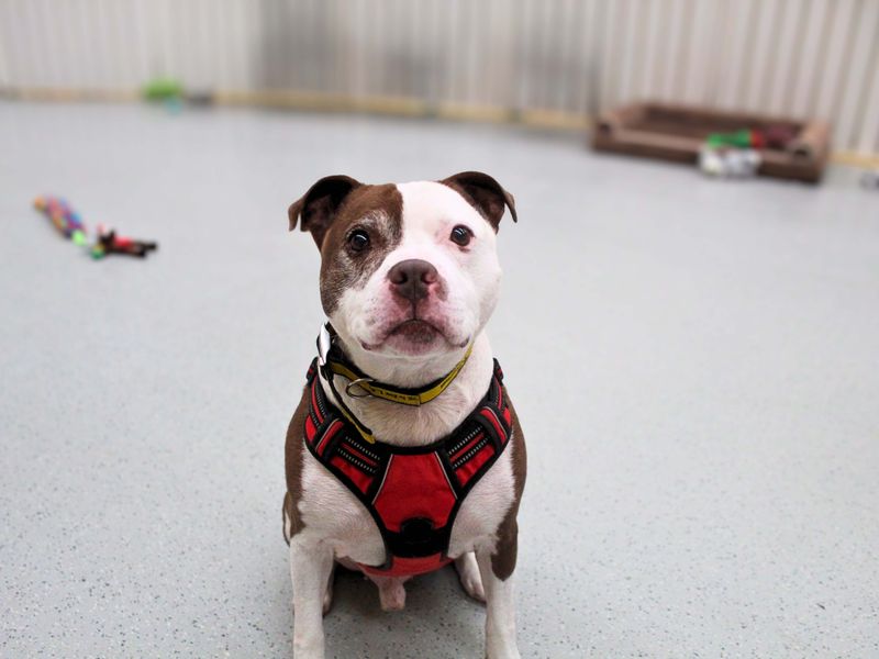Staffordshire Bull Terrier for adoption in Manchester, Greater Manchester – 11 years old - Image 2 of 5