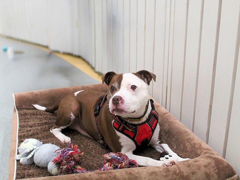 Staffordshire Bull Terrier for adoption in Manchester, Greater Manchester – 11 years old - Image 4 of 5