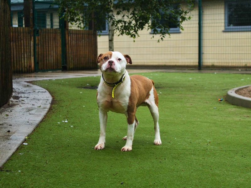 Staffordshire Bull Terrier for adoption in Manchester, Greater Manchester – 11 years old - Image 3 of 5