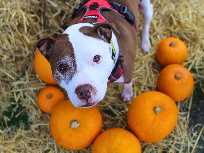 Alfie | Terrier (Staffordshire Bull) | Manchester - 1