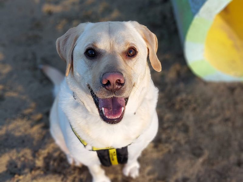 Ozzy, a 4 years old male Labrador available for adoption from Dogs Trust in Shoreham, West Sussex