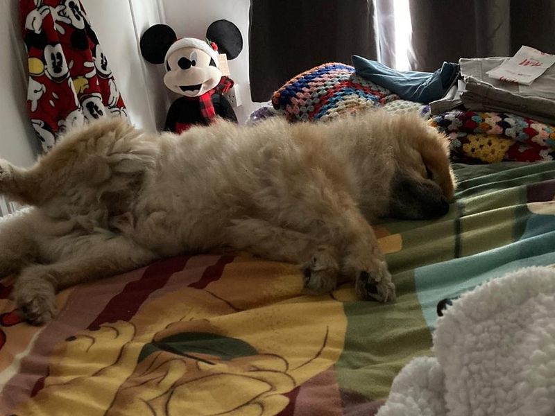 Pomeranian for adoption in Shoreham-by-Sea, West Sussex – 13 years old - Image 2 of 5