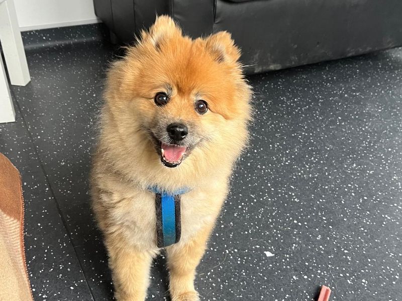 Pomeranian for adoption in Shoreham-by-Sea, West Sussex – 13 years old - Image 3 of 5