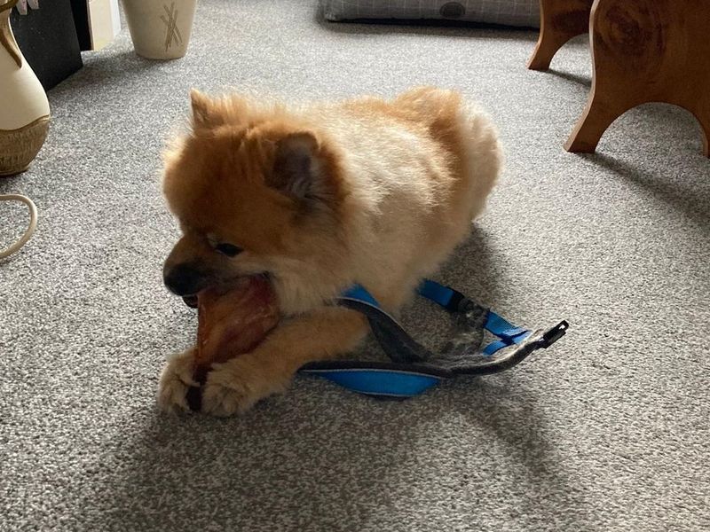 Pomeranian for adoption in Shoreham-by-Sea, West Sussex – 13 years old - Image 4 of 5