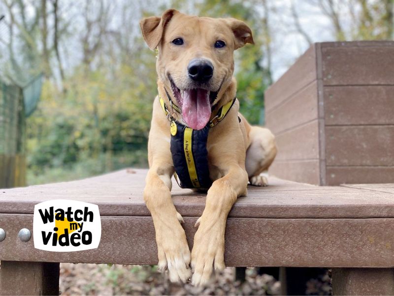 Nuche | Lurcher Cross | Leeds - 1
