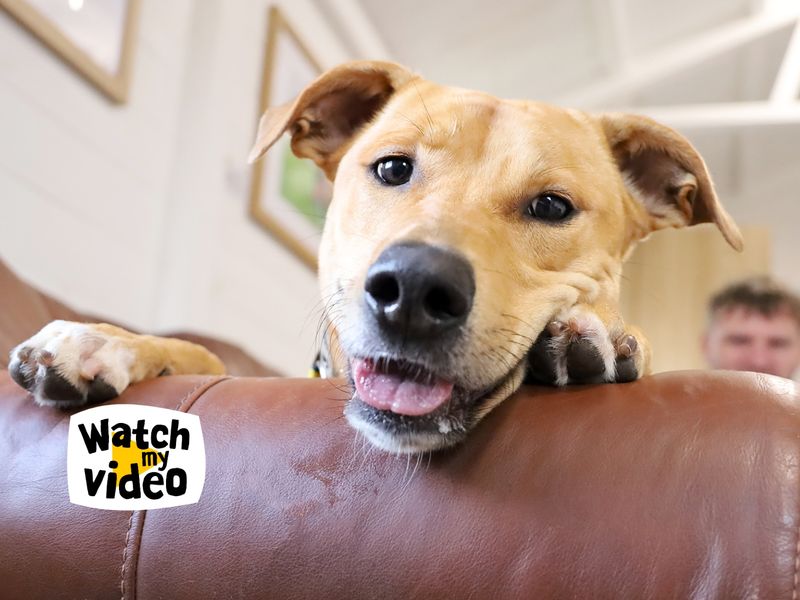 Nuche | Lurcher Cross | Leeds - 1