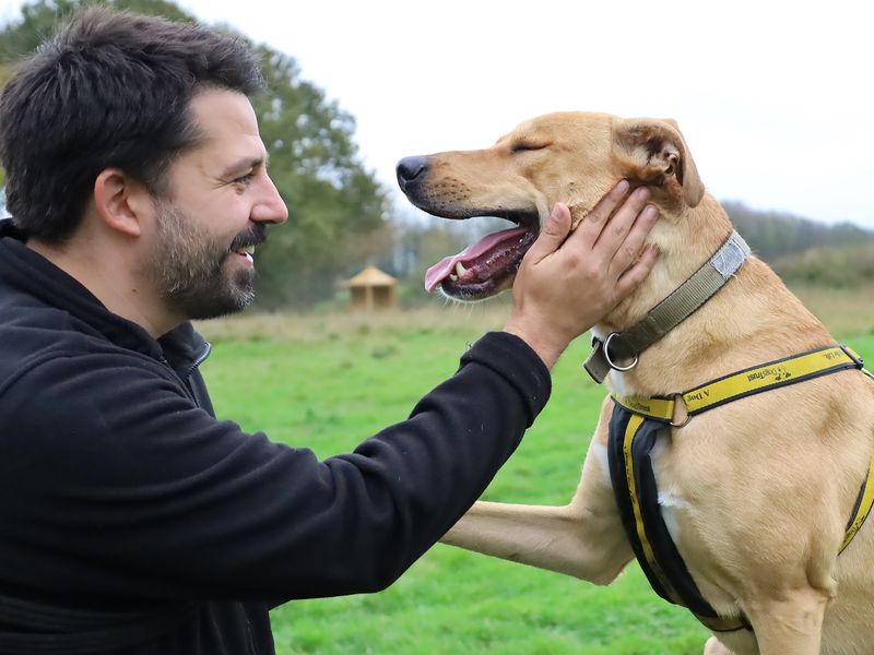 undefined | Lurcher Cross | undefined - 2